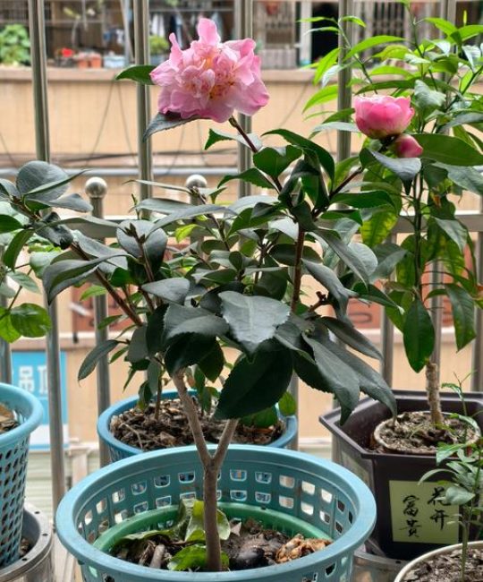 茶花移盆最佳季节全攻略：春季与秋季的详细操作指南