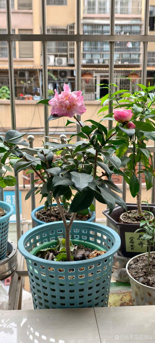茶花移盆最佳季节全攻略:春季与秋季的详细操作指南 茶花什么时候移盆最好?