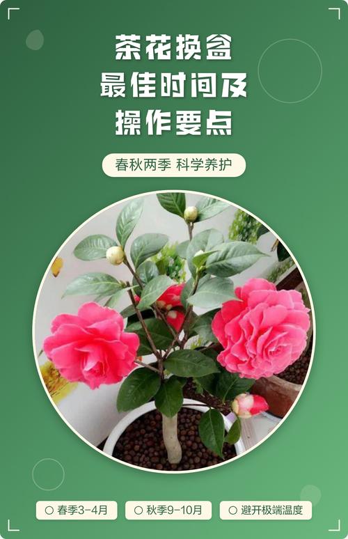 茶花移盆最佳季节全攻略:春季与秋季的详细操作指南 品种基础档案