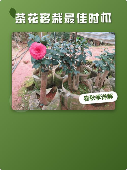茶花移盆最佳季节全攻略:春季与秋季的详细操作指南 修剪促花系统指导