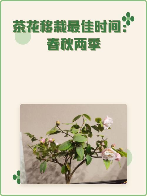 茶花移盆最佳季节全攻略:春季与秋季的详细操作指南 越冬与越夏管理