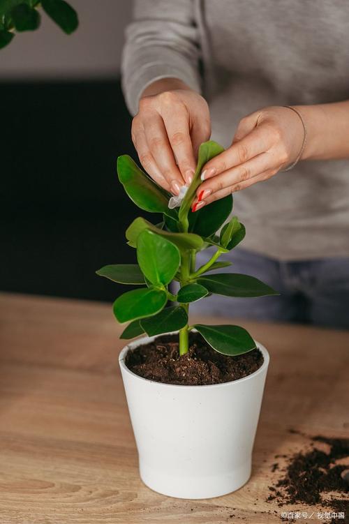 茶花移盆最佳季节全攻略:春季与秋季的详细操作指南 常见误区与纠正