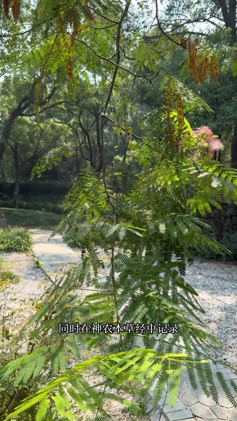 合欢树四季常青吗?详解落叶习性、耐寒分区与南北种植养护全攻略 光照与水分需求:量化指南