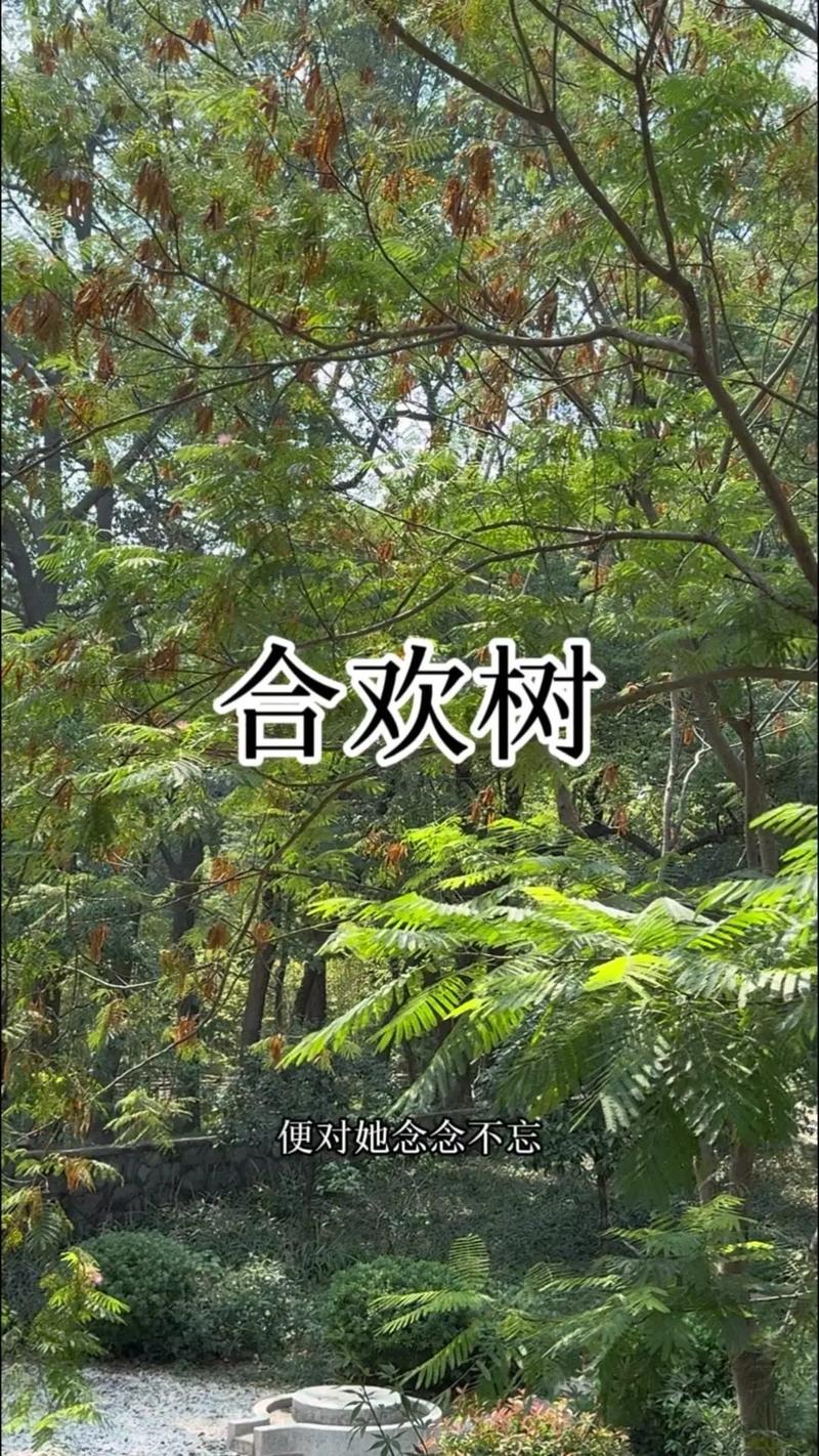 合欢树四季常青吗?详解落叶习性、耐寒分区与南北种植养护全攻略 FAQ