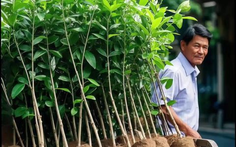 树苗什么时候种植最好？掌握三个黄金窗口，成活率翻倍