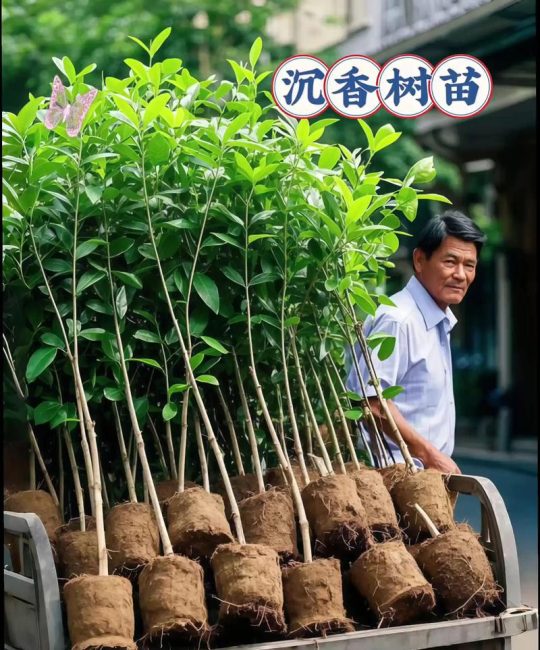 树苗什么时候种植最好？掌握三个黄金窗口，成活率翻倍
