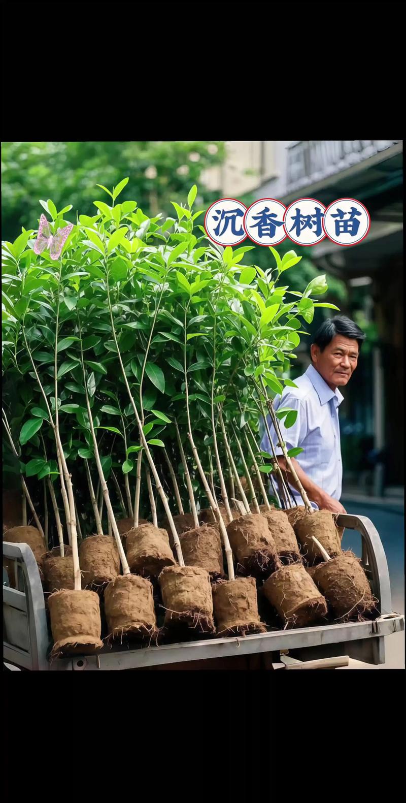 树苗什么时候种植最好?掌握三个黄金窗口,成活率翻倍 树苗什么时候种植最好?掌握三个黄金窗口,成活率翻倍