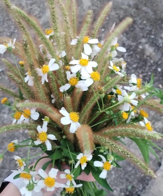 野香寻踪：哪种野花最香？庭院与自然的芬芳之选
