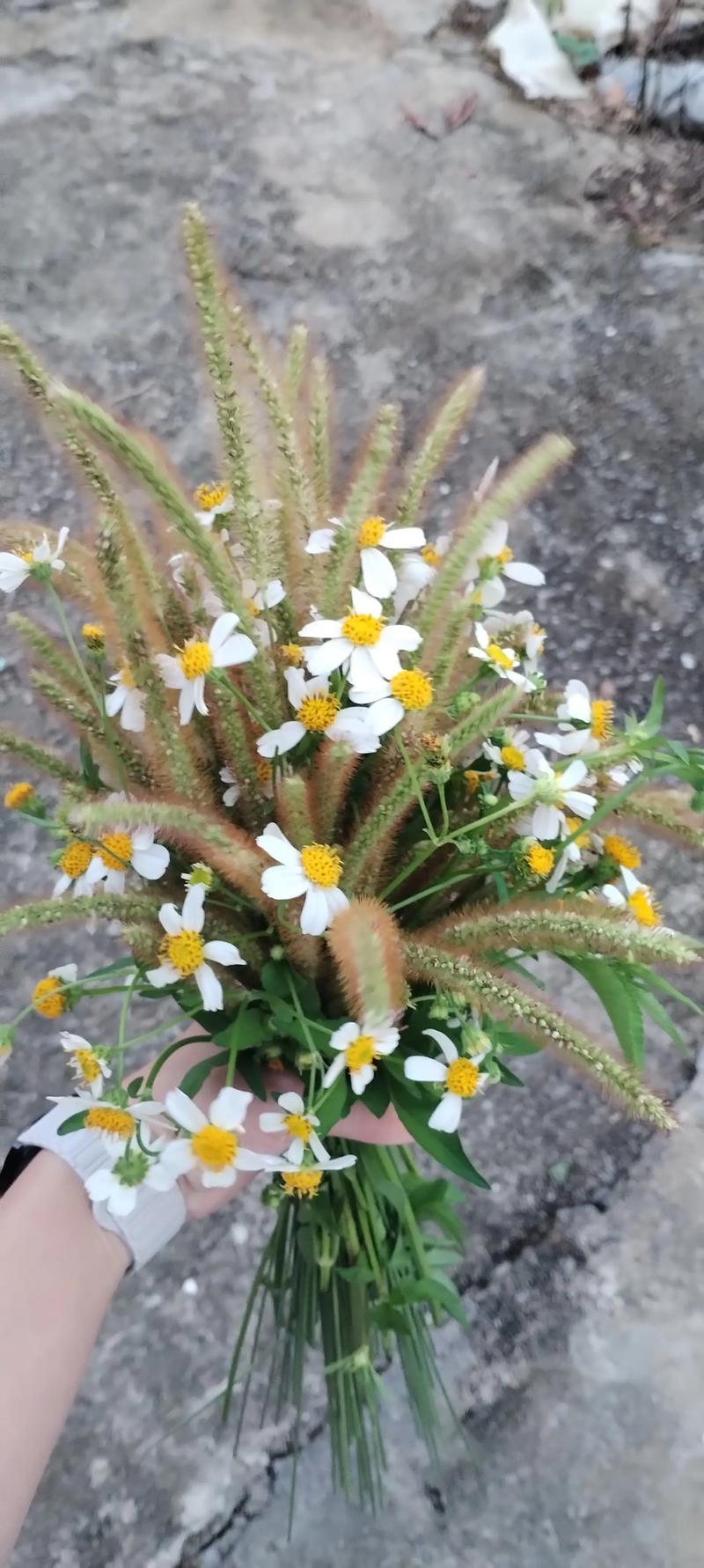野香寻踪：哪种野花最香？庭院与自然的芬芳之选