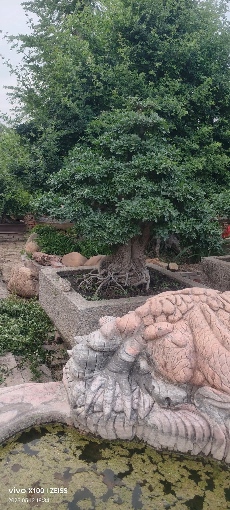 二、石榴树：花果同观，生命力强