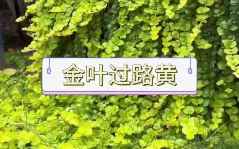 过路黄有多少种？园艺爱好者必知的品种与养护指南