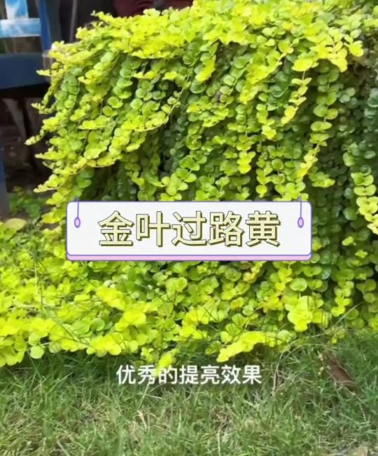过路黄有多少种？园艺爱好者必知的品种与养护指南