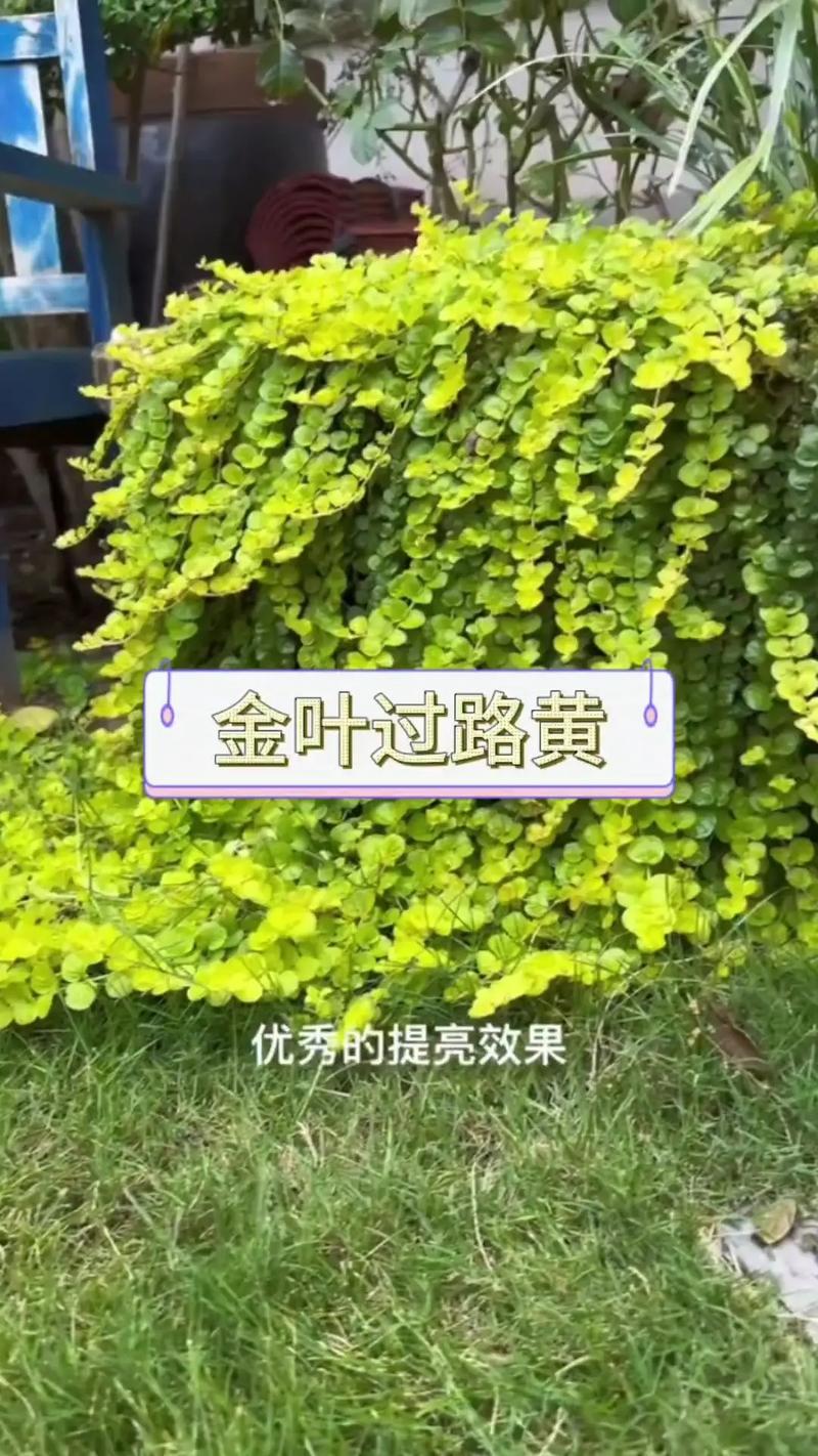 过路黄的主要种类