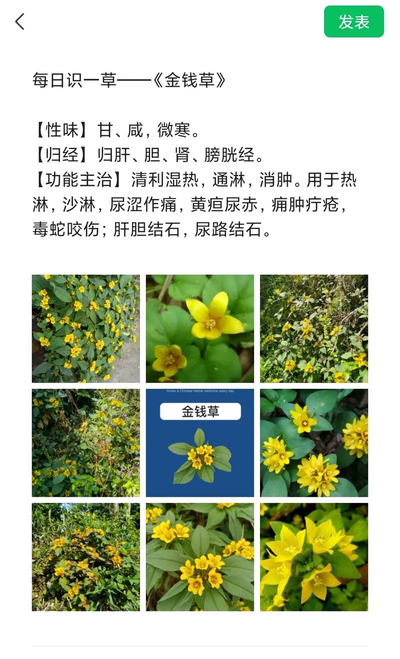 如何区分过路黄的品种？