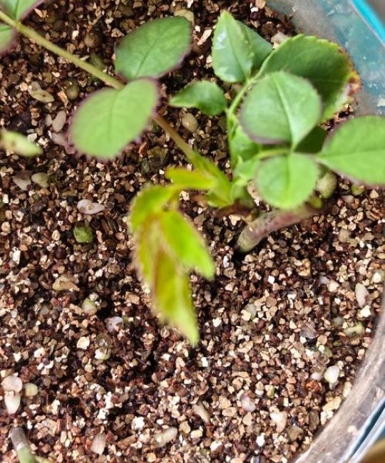 月季夏天可以移栽吗？夏季移栽月季的实操指南