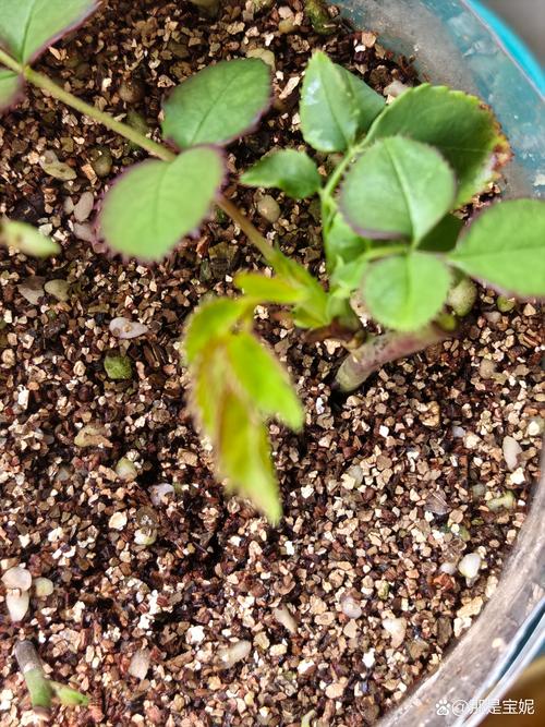 月季夏天可以移栽吗？夏季移栽月季的实操指南