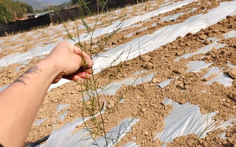 天冬种植全攻略：从选时到成活的七步操作指南