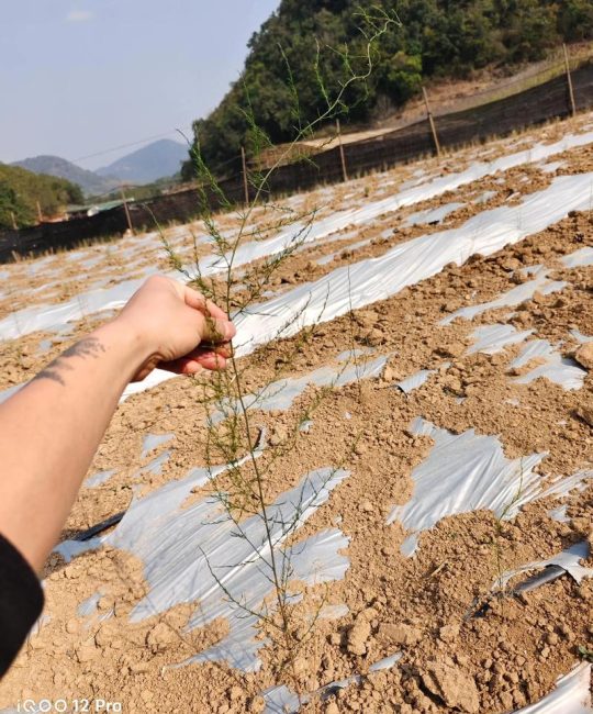 天冬种植全攻略：从选时到成活的七步操作指南