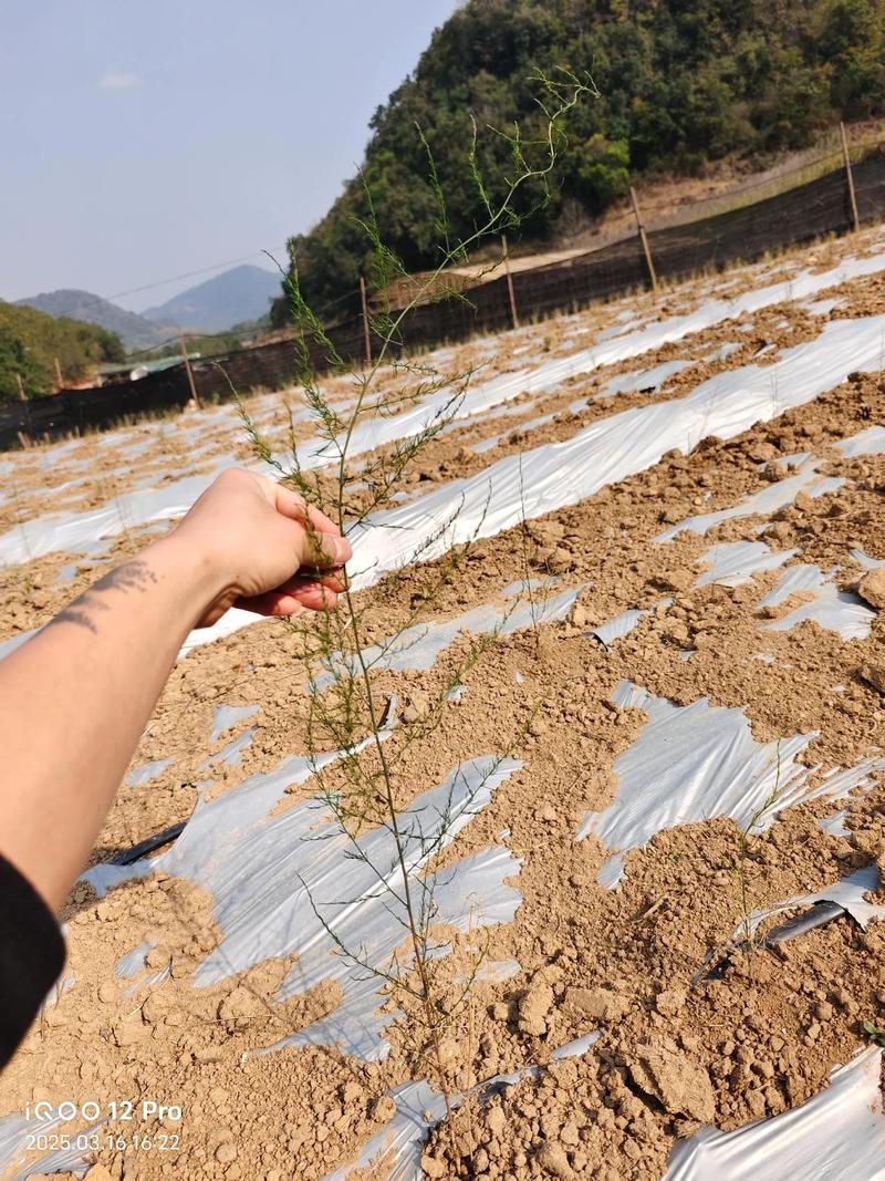 天冬种植全攻略:从选时到成活的七步操作指南 一、适宜时间