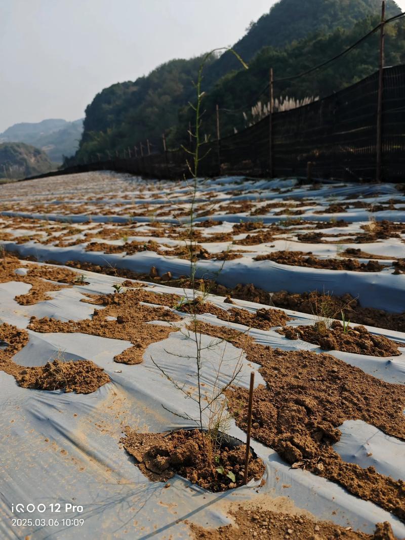 天冬种植全攻略:从选时到成活的七步操作指南 四、栽植深度