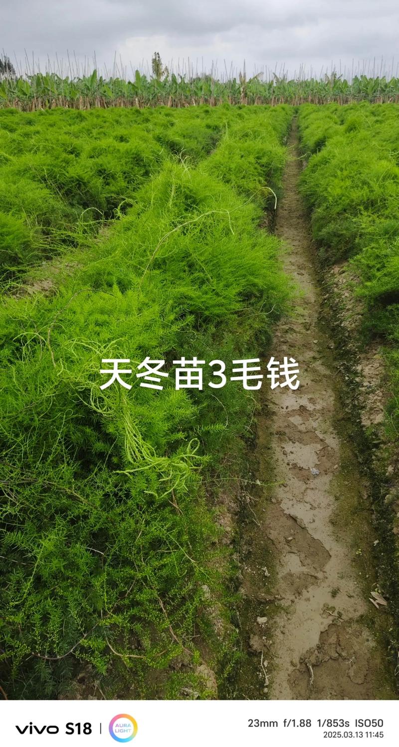 天冬种植全攻略:从选时到成活的七步操作指南 三、栽前处理