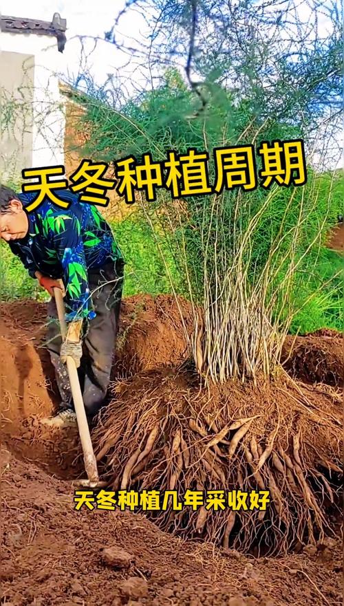 天冬种植全攻略:从选时到成活的七步操作指南 六、缓苗管理