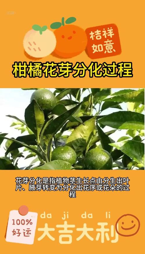 桔子籽能种出桔子树吗?从种子到成苗的完整种植指南 五、浇定根水(播种后第一次浇水)