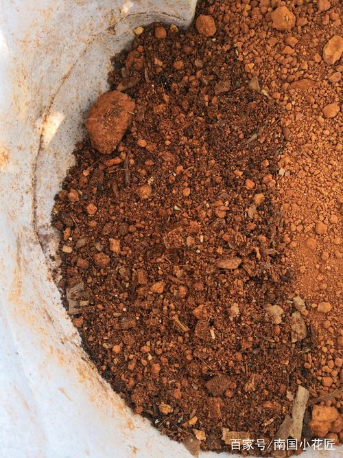 四季茶花用什么土种最好?专业配土方案与养护全攻略 品种基础档案