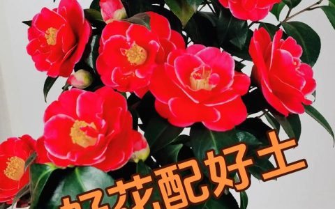 四季茶花用什么土种最好？专业配土方案与养护全攻略