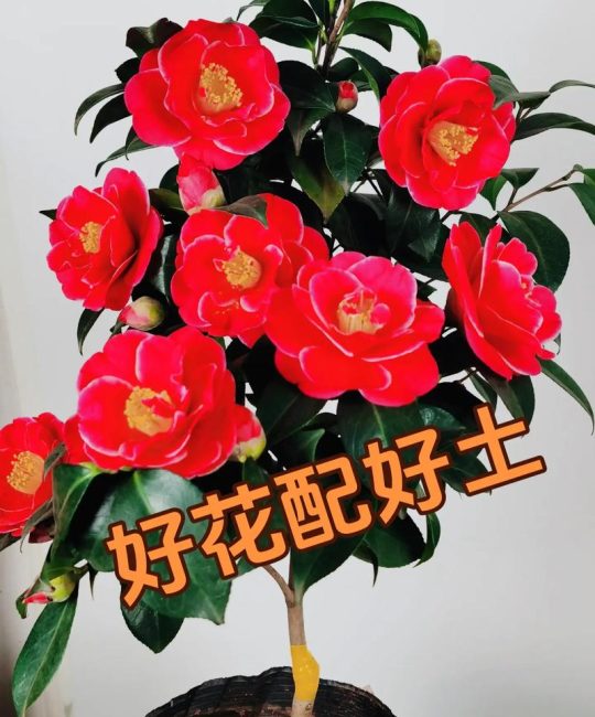 四季茶花用什么土种最好？专业配土方案与养护全攻略