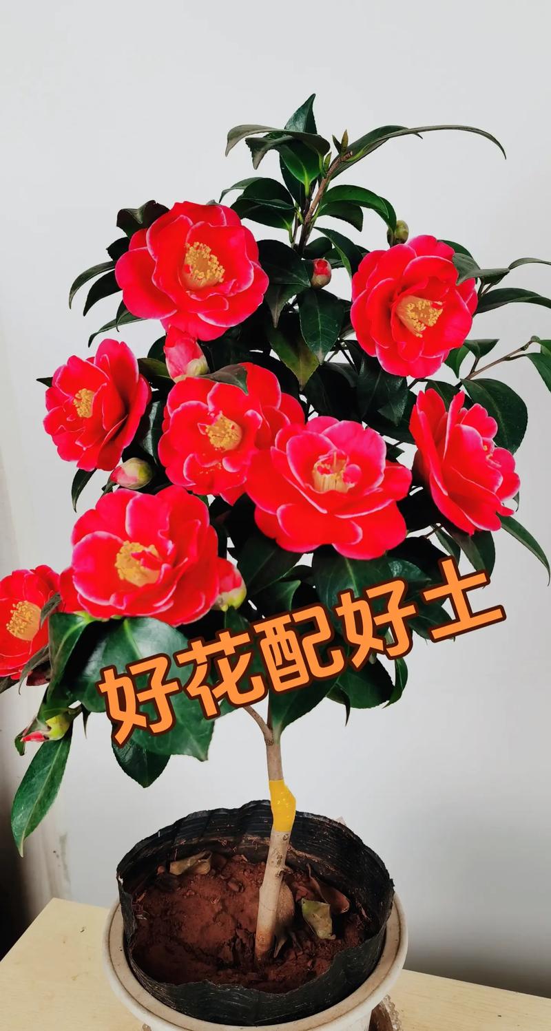 四季茶花用什么土种最好?专业配土方案与养护全攻略 土、水、光怎么选?