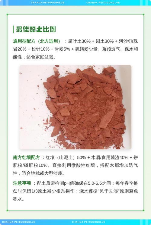 四季茶花用什么土种最好?专业配土方案与养护全攻略 常见误区与纠正
