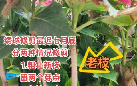 绣球花什么时候修剪最合适？全季节养护与修剪指南