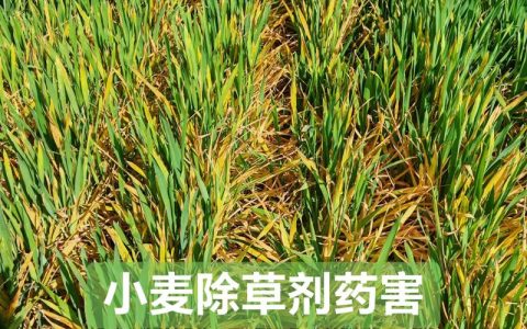 打除草剂中毒有什么症状？园艺工作者必知的安全指南