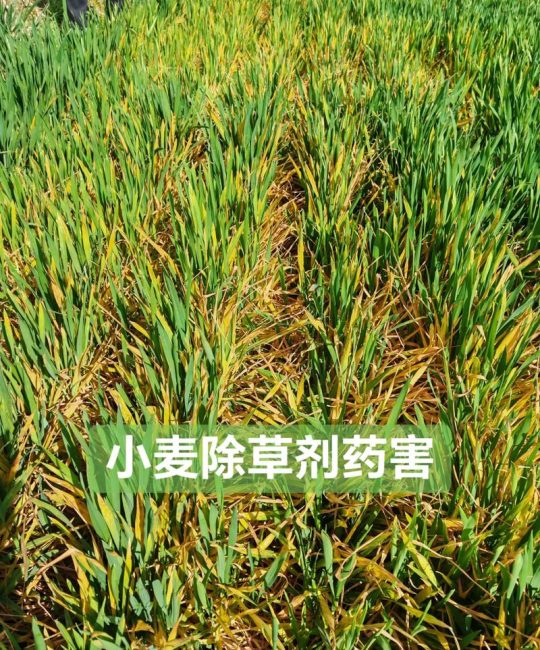 打除草剂中毒有什么症状？园艺工作者必知的安全指南