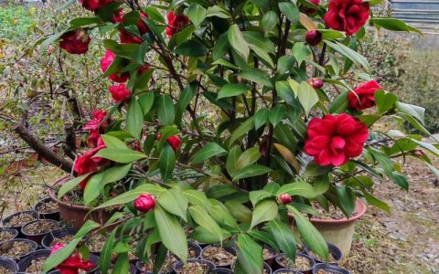 茶花怎么养才能开花？从养护到促花全攻略