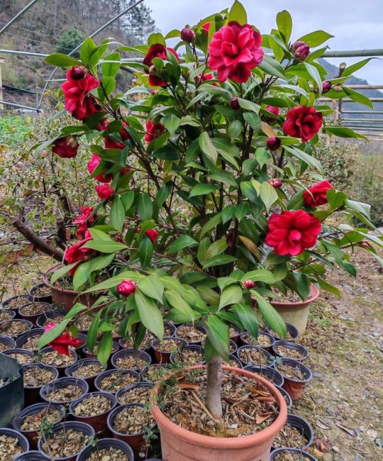茶花怎么养才能开花？从养护到促花全攻略