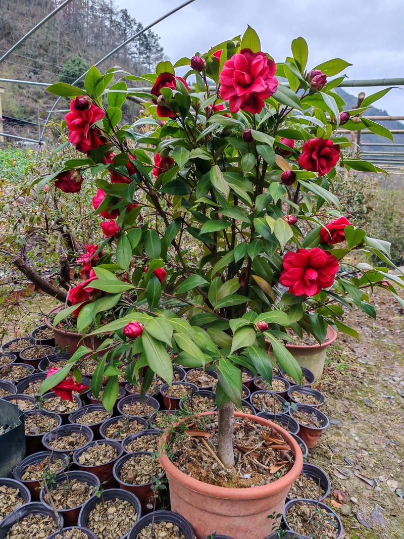 茶花怎么养才能开花？从养护到促花全攻略