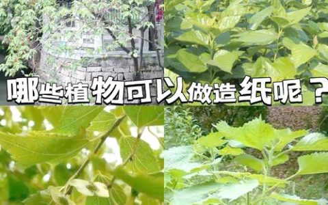 什么树造纸最好？从木材纤维到纸张品质的全面解析