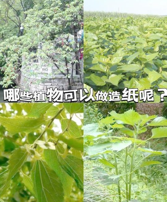 什么树造纸最好？从木材纤维到纸张品质的全面解析