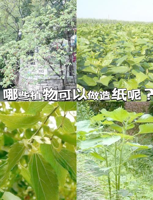什么树造纸最好?从木材纤维到纸张品质的全面解析 从一棵树到一张纸:纤维决定命运