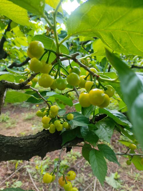 盛果期树（第6年起）必须增施钾肥，萌芽期高氮肥与膨果期钾肥比例按1:2分配