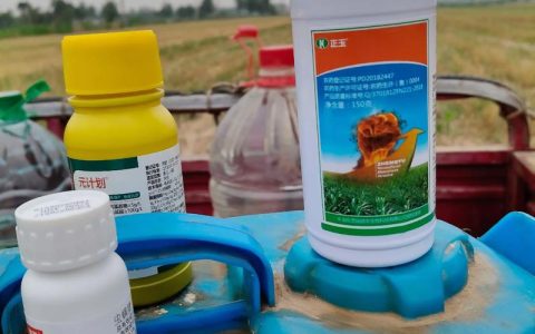 玉米苗后专用除草剂推荐：安全高效配方与使用指南