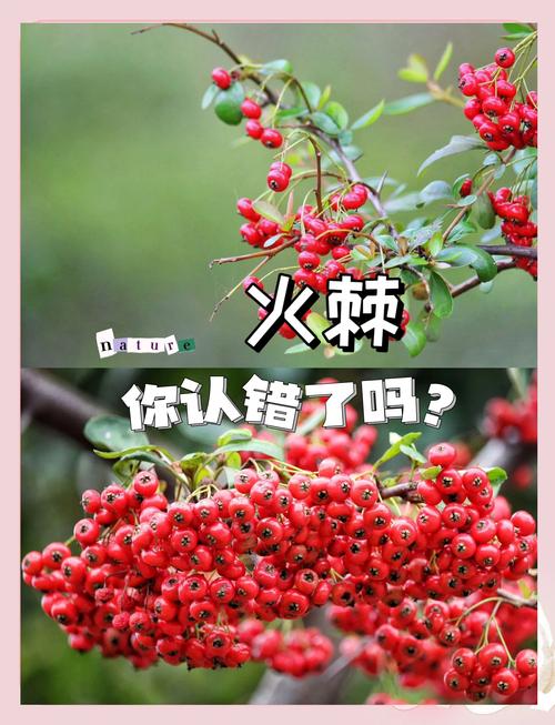 红果树(火棘)的作用与食用药用安全性科普 安全性板块:必须警惕的四大风险