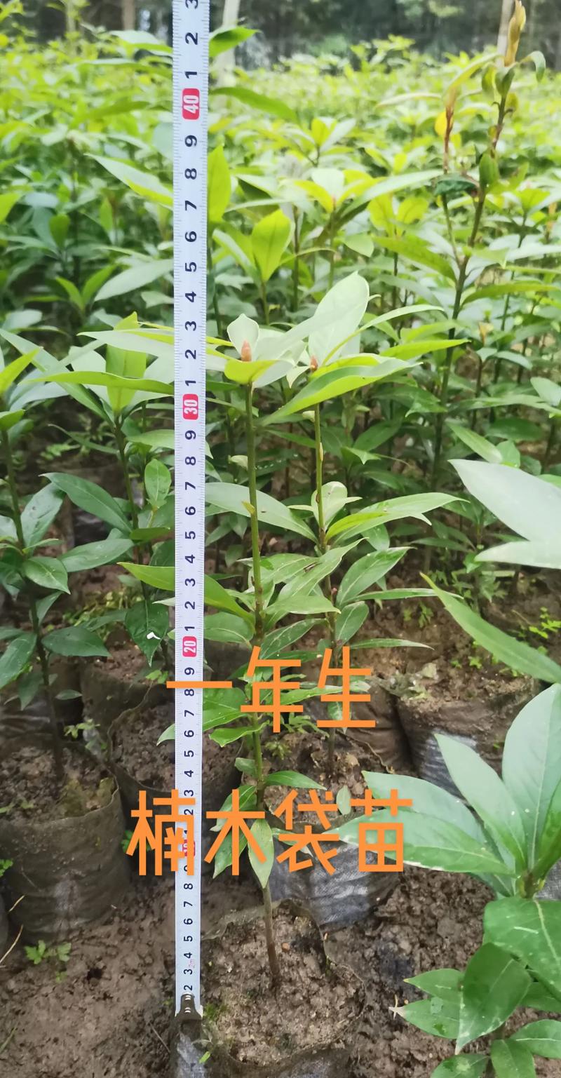 自己种的金丝楠木能砍吗?——法律与园艺的深度解析 砍伐的法律后果