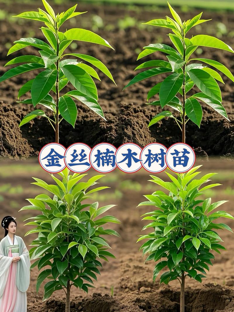 自己种的金丝楠木能砍吗?——法律与园艺的深度解析 自己种的,就完全属于自己吗?