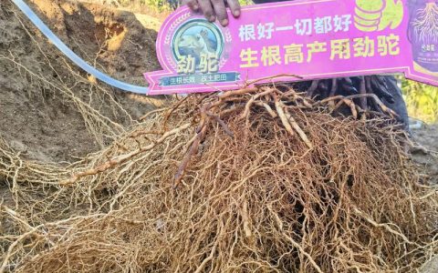 生根用什么冲施肥？家庭园艺促根养护全攻略
