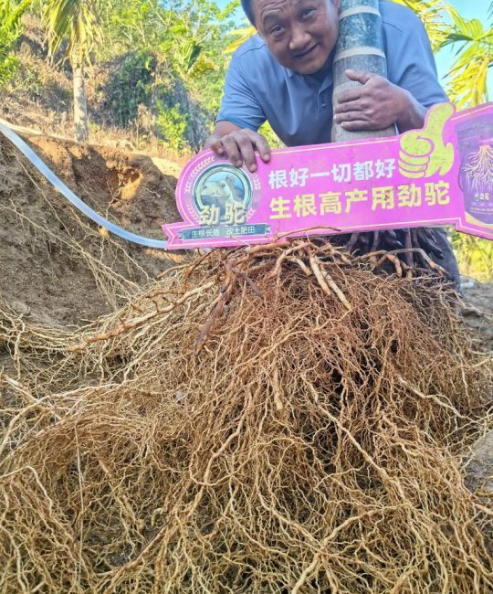 生根用什么冲施肥？家庭园艺促根养护全攻略