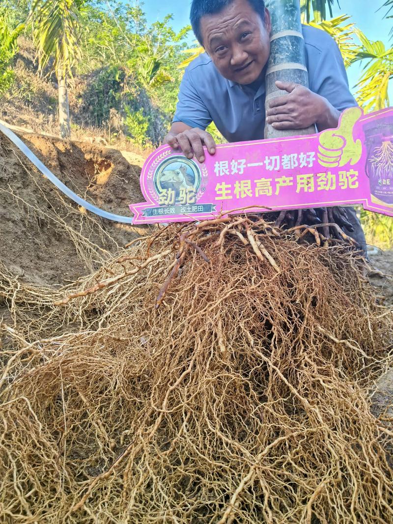 生根用什么冲施肥?家庭园艺促根养护全攻略 生根用什么冲施肥?家庭园艺促根养护全攻略