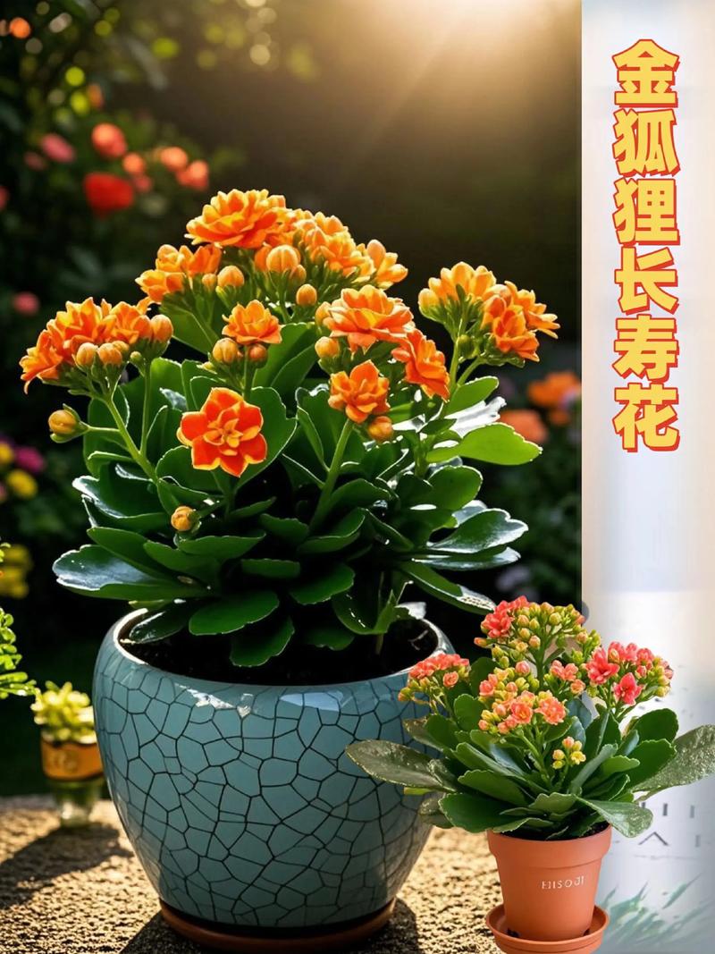 六、缓苗管理（定植后7-15天）